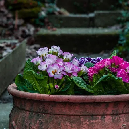 Kiskalacs * Verőcemaros